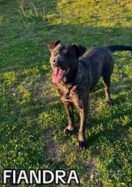 Fiandra, brava e socievole vuole una casa sua