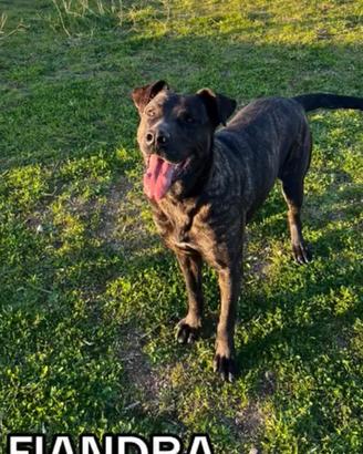 Fiandra, brava e socievole vuole una casa sua