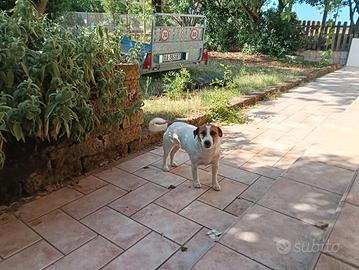 Jack russell