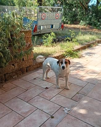 Jack russell