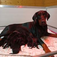Cuccioli di Dobermann