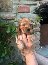Cuccioli di cocker spaniel inglese