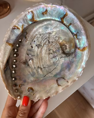 🐚 Conchiglia Abalone naturale – 18 x 15 cm