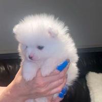 Cucciolata spitz pomerania femmine bianche