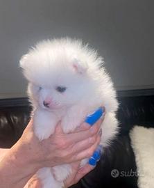 Cucciolata spitz pomerania femmine bianche