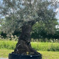 OLIVO SECOLARE