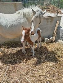 Pony