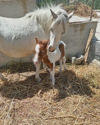 Pony