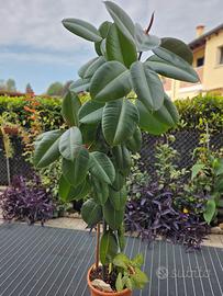 Ficus elastica / Ficus robusta alto 1,85 m con vas
