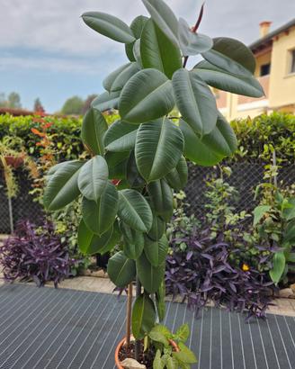 Ficus elastica / Ficus robusta alto 1,85 m con vas