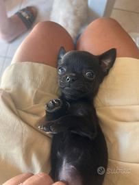 Chihuahua
