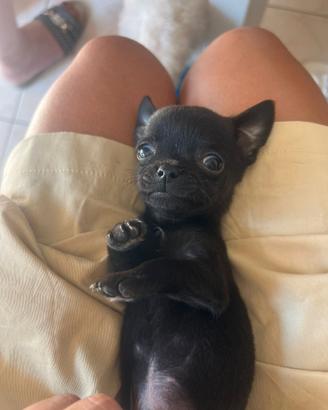 Chihuahua