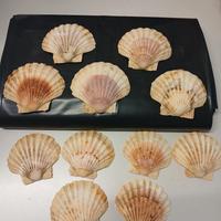 lotto conchiglie oceaniche