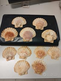 lotto conchiglie oceaniche