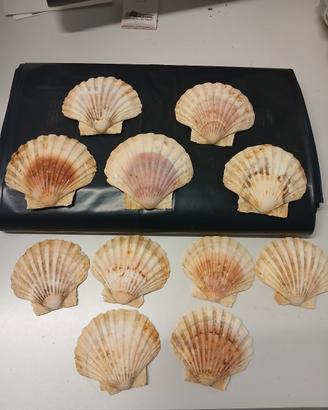 lotto conchiglie oceaniche