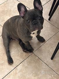 Bulldog francese