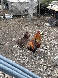 Araucana
