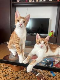 Due gattini bianco e rossi ti aspettano