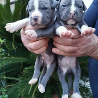 Cuccioli pitbull blunose pitbul pittbull amstaff