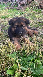 Cucciole femmine di pastore tedesco