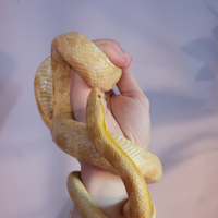 Serpente del grano butter (Pantherophis guttatus)