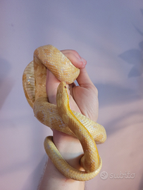 Serpente del grano butter (Pantherophis guttatus)