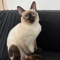 Gatta siamese femminuccia