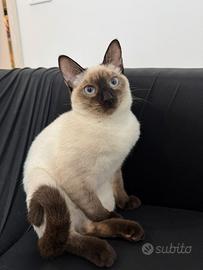 Gatta siamese femminuccia