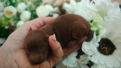 Barboncino Red intenso