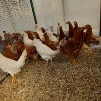 Galline ovaiole e polli