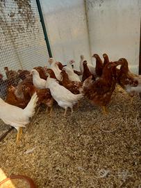 Galline ovaiole e polli