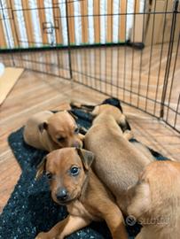 Cuccioli di pincher ??