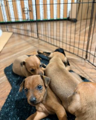 Cuccioli di pincher ??