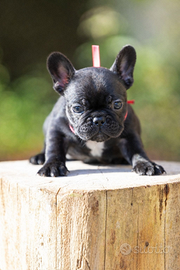 Bulldog francese