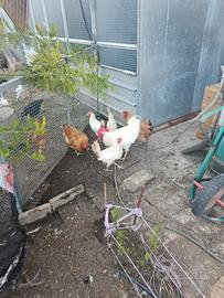 Galline