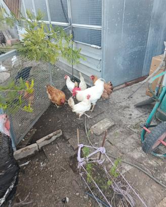 Galline