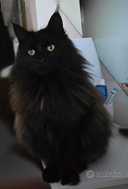 MAINE COON ADULTA INTERA