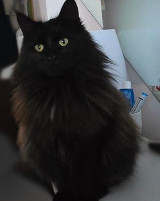 MAINE COON ADULTA INTERA