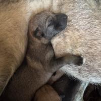 Cuccioli di Lupo Cecoslovacco