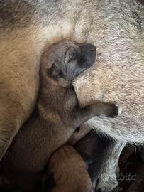 Cuccioli di Lupo Cecoslovacco