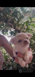 Chihuahua