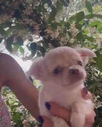 Chihuahua