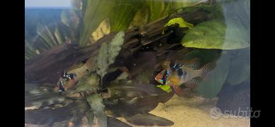 Coppia di Ramirezi pesci d'acquario