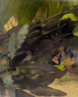 Coppia di Ramirezi pesci d'acquario