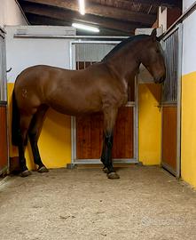 Cavalla andalusa p.r.e