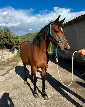 Cavalla di 5 anni quarab