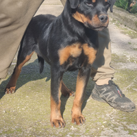 Cucciolone rottweiler con Pedigree