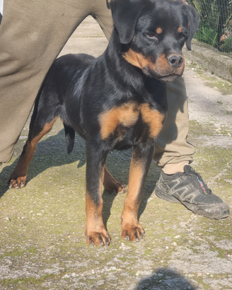 Cucciolone rottweiler con Pedigree