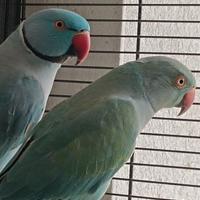 Parrocchetto dal Collare