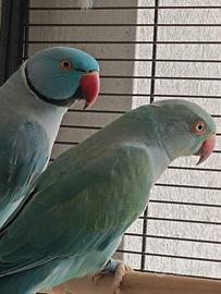 Parrocchetto dal Collare